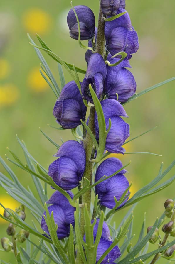 Aconitum napellus?